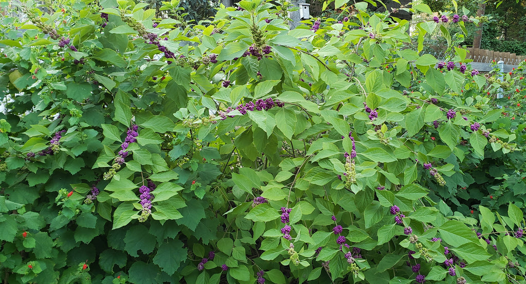 American Beautyberry (Callicarpa americana)