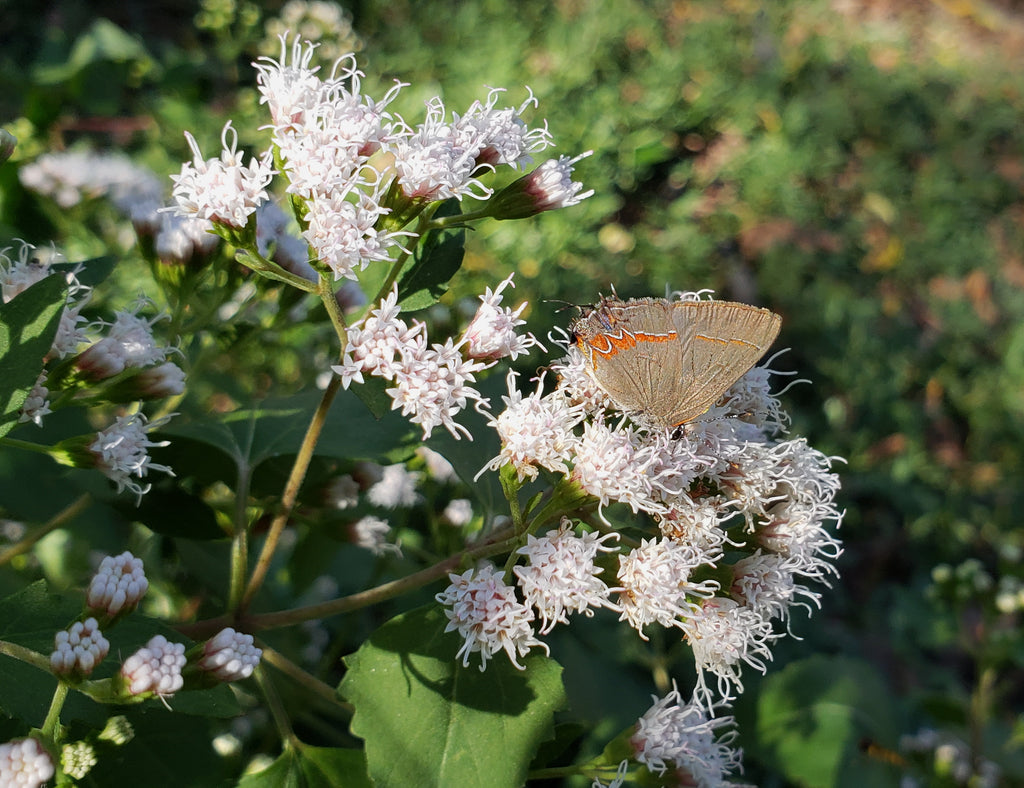 Shrubby boneset (Ageratina havanensis)