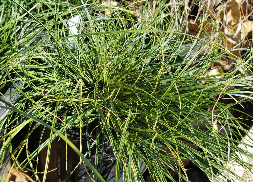 Texas Sedge (Carex texensis)