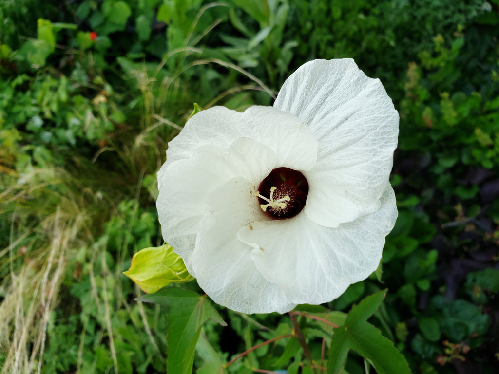 Hibiscus laevis (Halberdleaf Hibiscus)