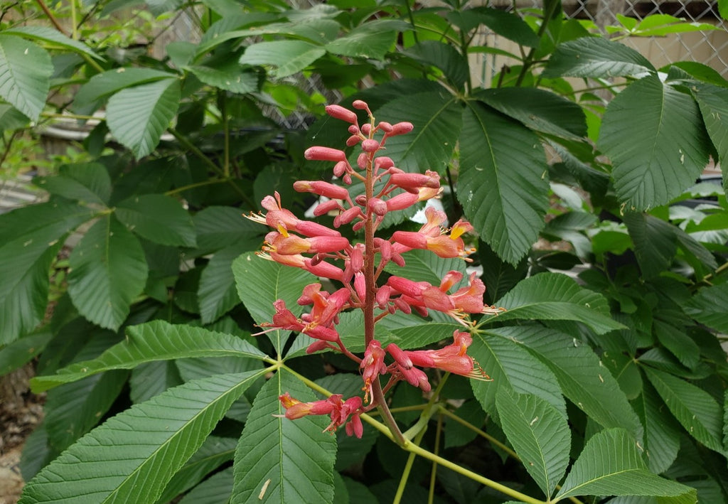 Red Buckeye (Aesculus pavia)