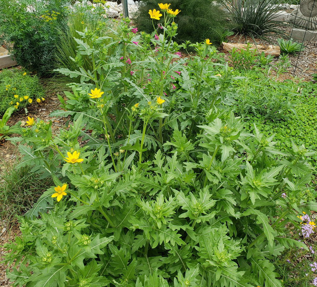 Engelmannia peristenia (Cutleaf Daisy)