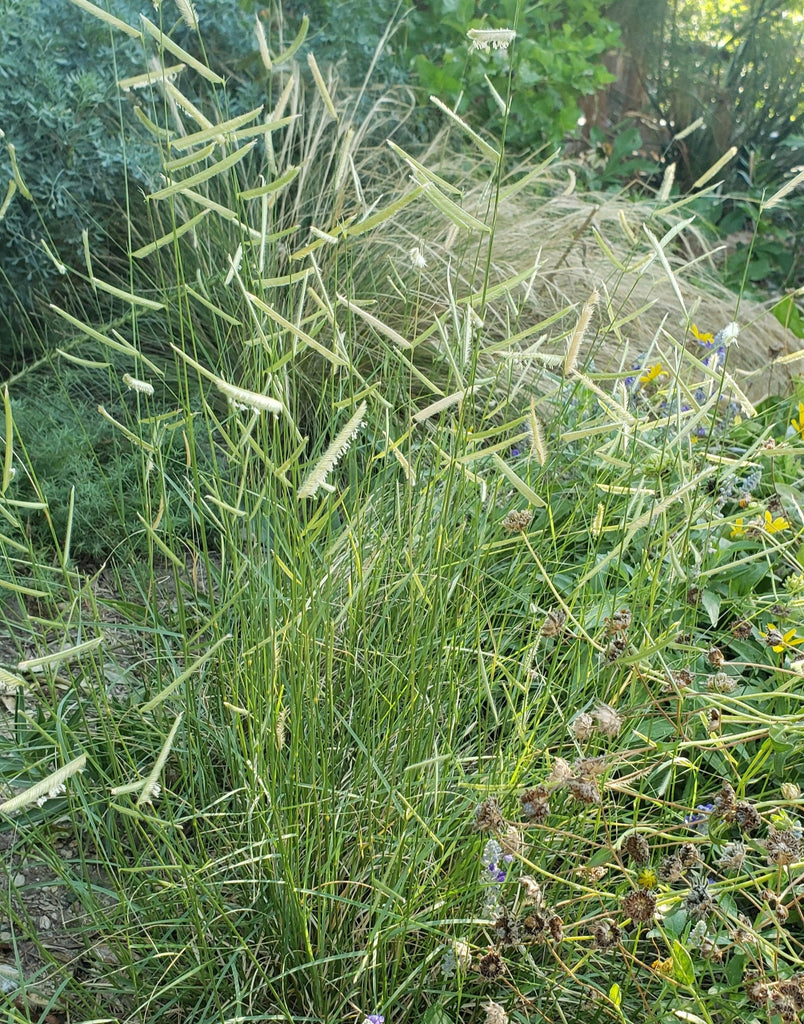 Bouteloua gracilis (Blue Grama)