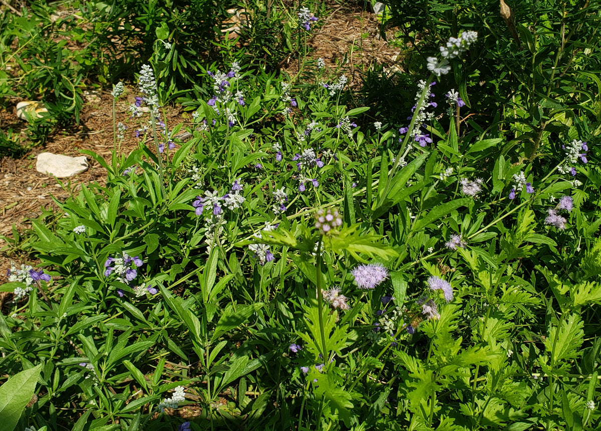 Salvia farinacea sp. (Mealy Blue Sage)