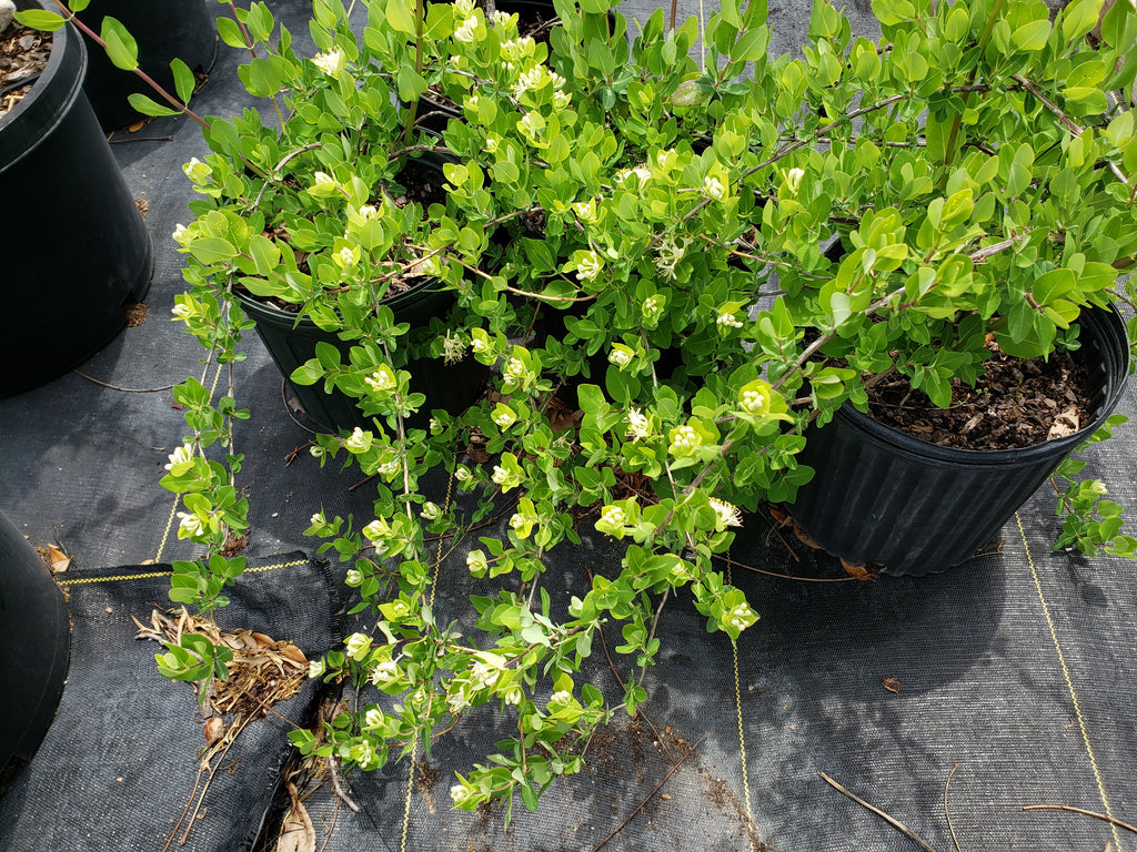 Lonicera albiflora (Western White Honeysuckle)