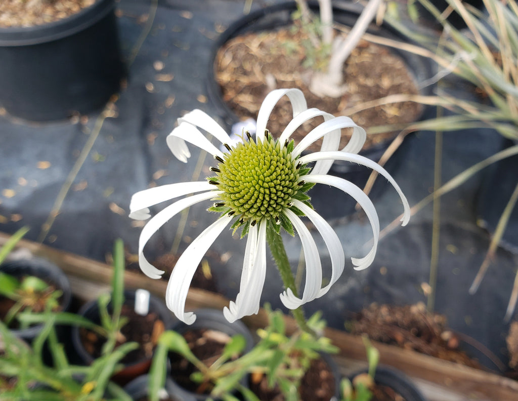 Echinacea pallida (Pale Coneflower)