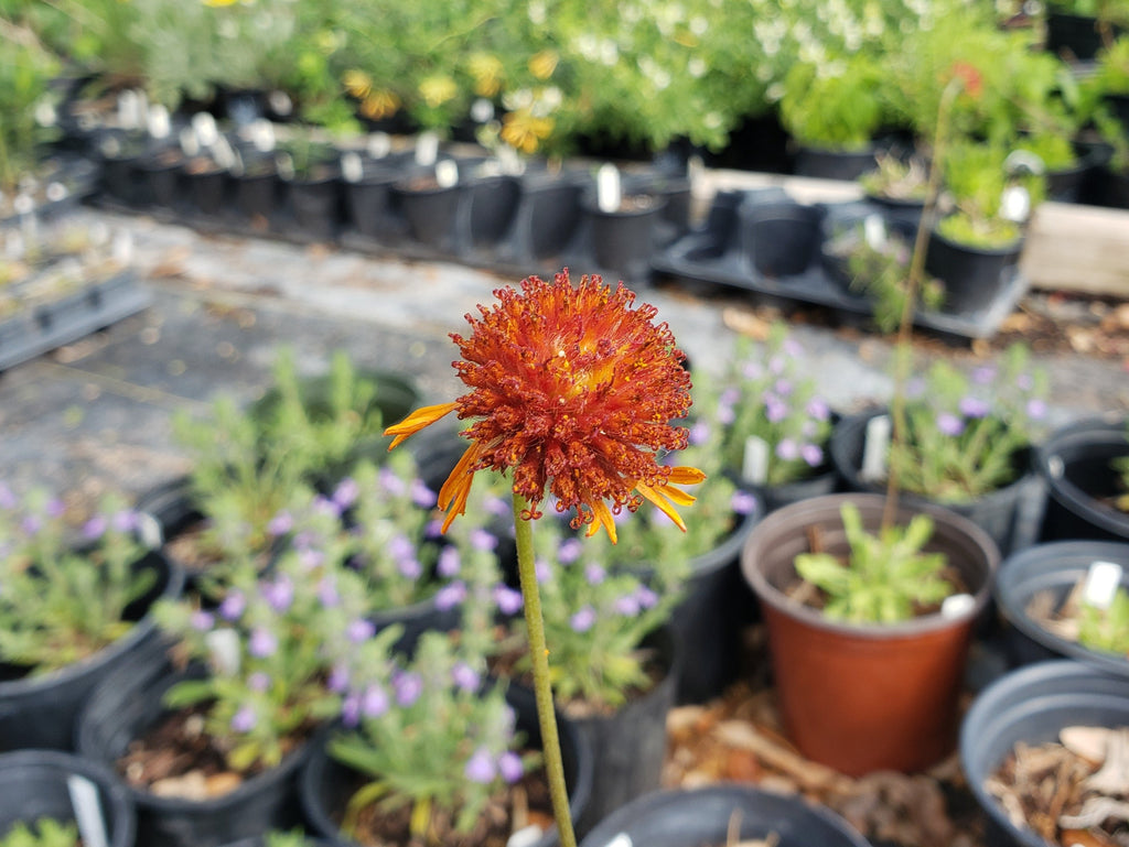 Gaillardia suavis (Pincushion Daisy)