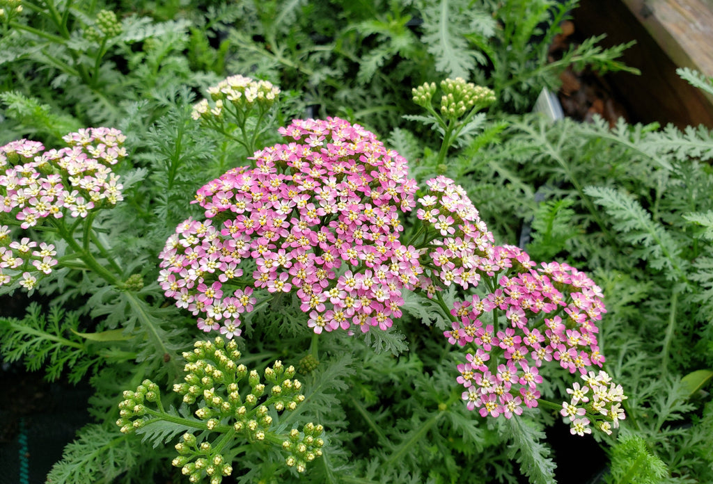 Achillea millefolium (Yarrow 'Milly Rock Rose')