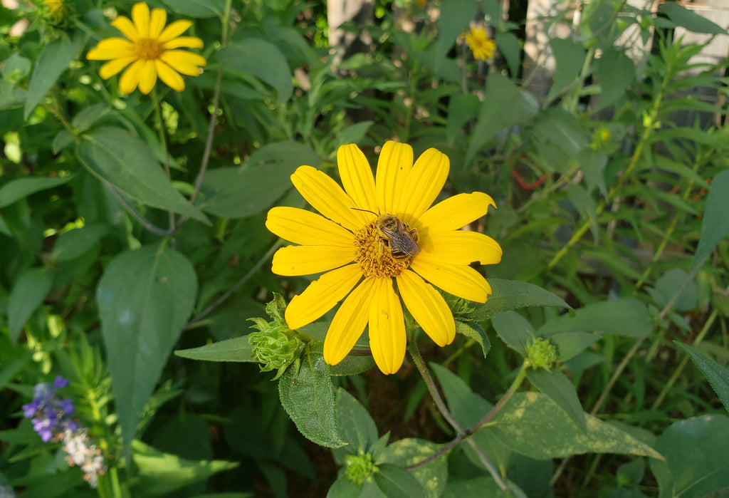 Helianthus hirsutus (Hairy Sunflower)