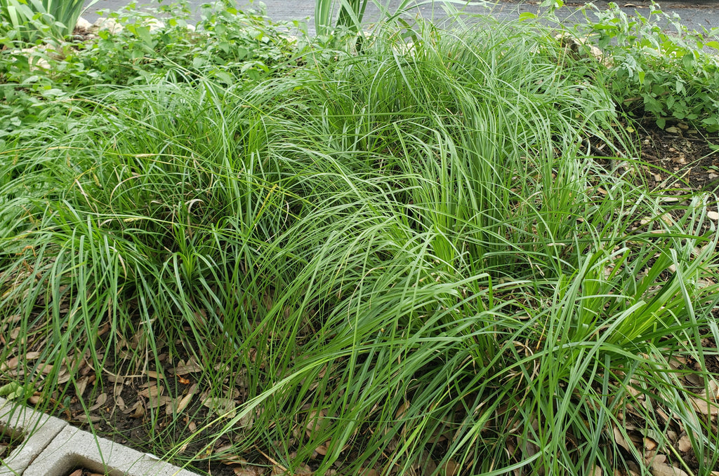 Carex cherokeensis (Cherokee Sedge)