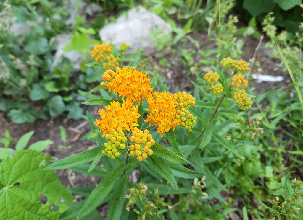 Asclepias tuberosa (Butterfly Weed)