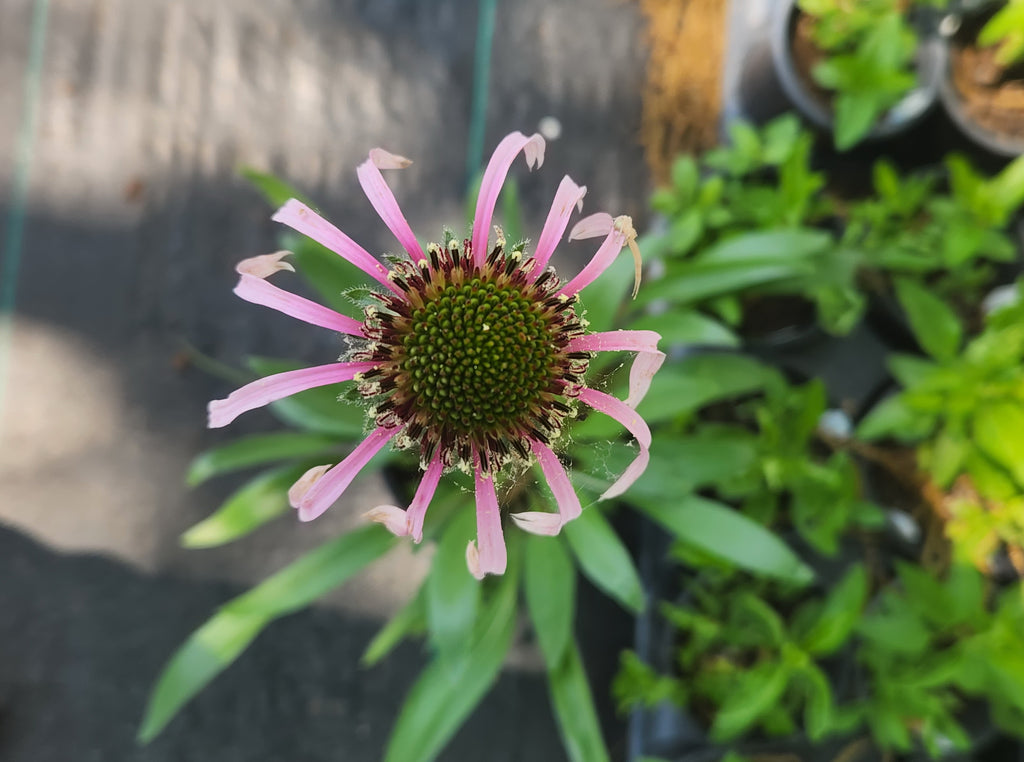 Echinacea pallida (Pale Coneflower)