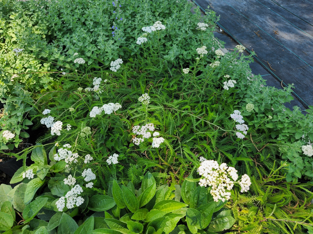 Achillea millefolium (Common Yarrow)