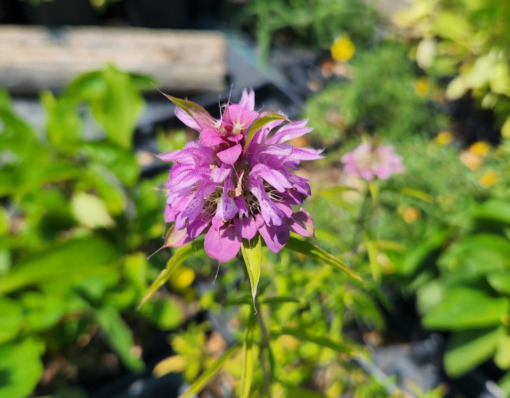 Monarda citriodora (Lemon Beebalm)