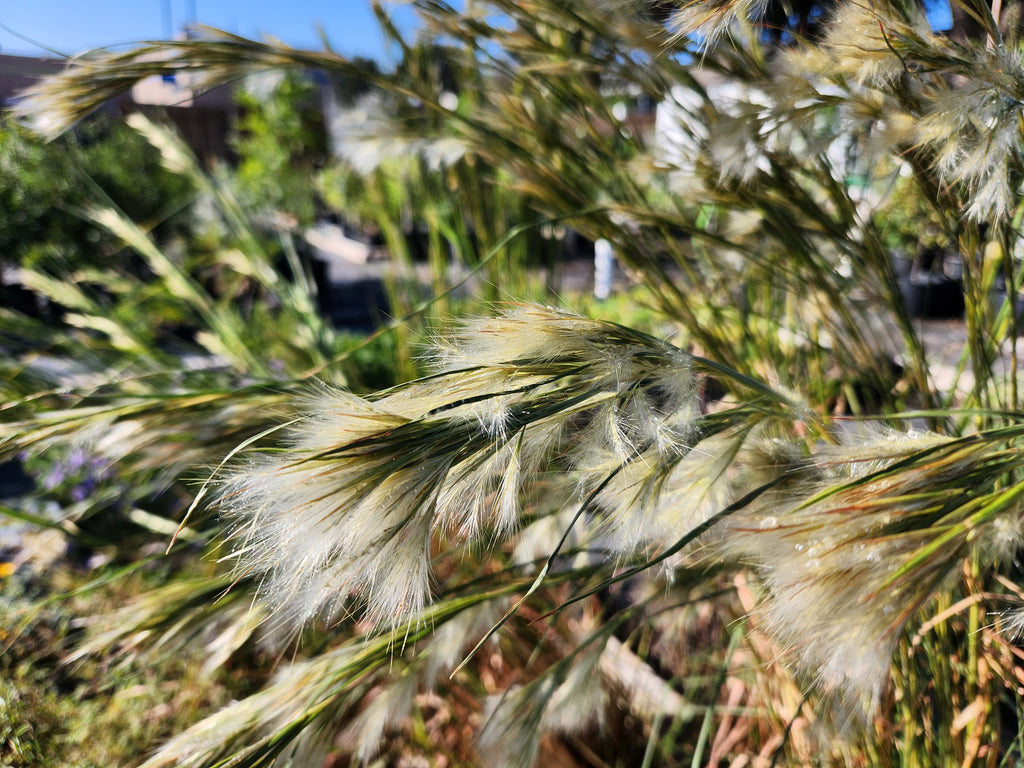 Andropogon glomeratus (Bushy Bluestem)