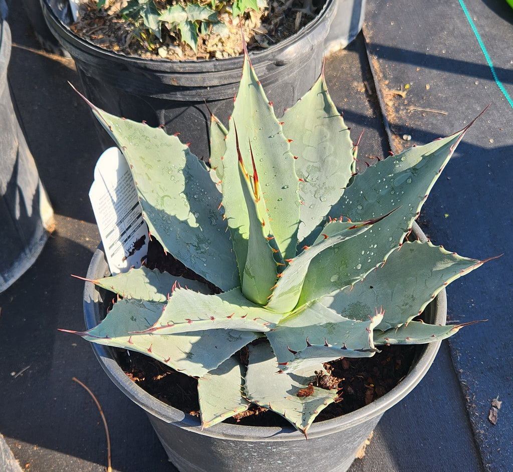 Agave parryi  (Parry's Agave)