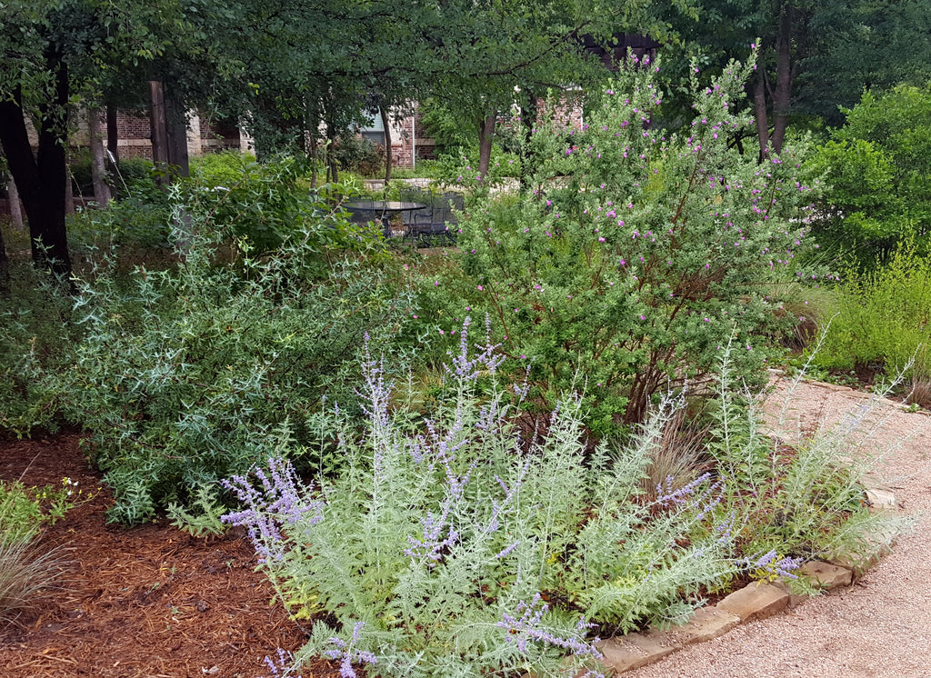 Agarita (Mahonia trifoliolata)