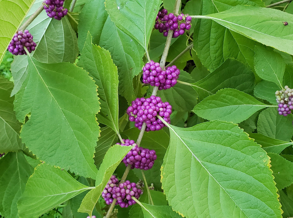 American Beautyberry (Callicarpa americana)