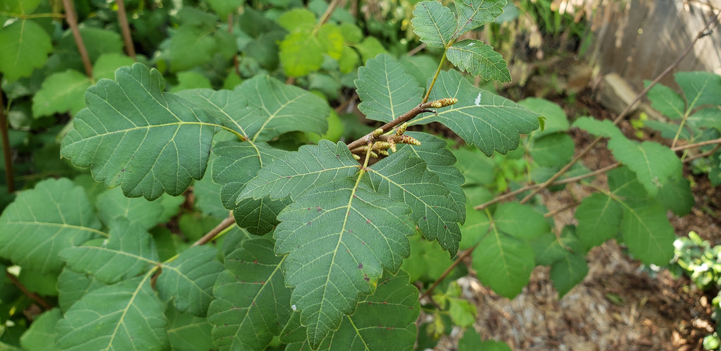 Sumac, aromatic (Rhus aromatica)