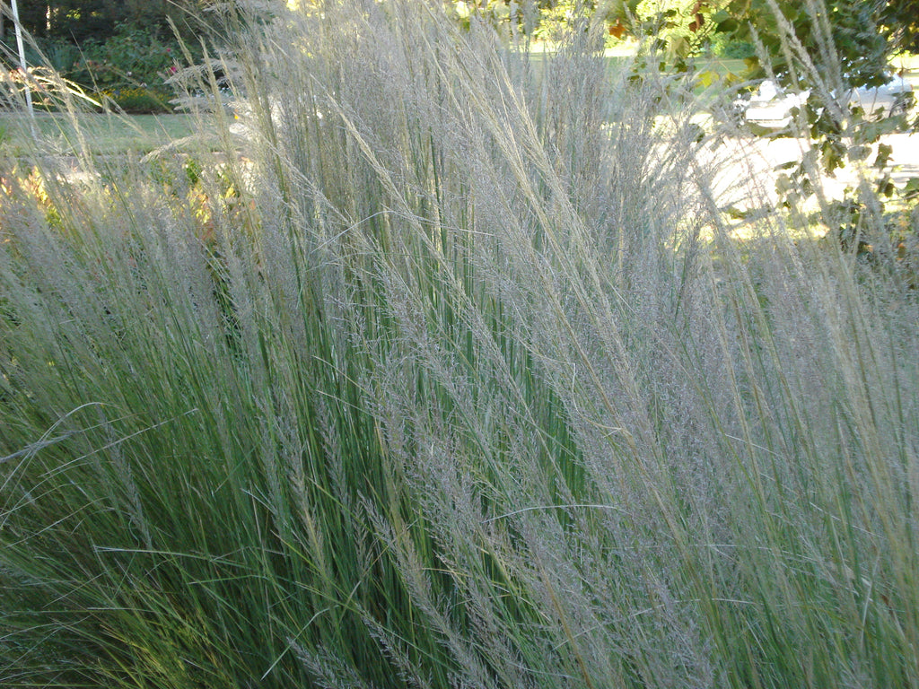 Big Muhly (Muhlenbergia lindheimeri)