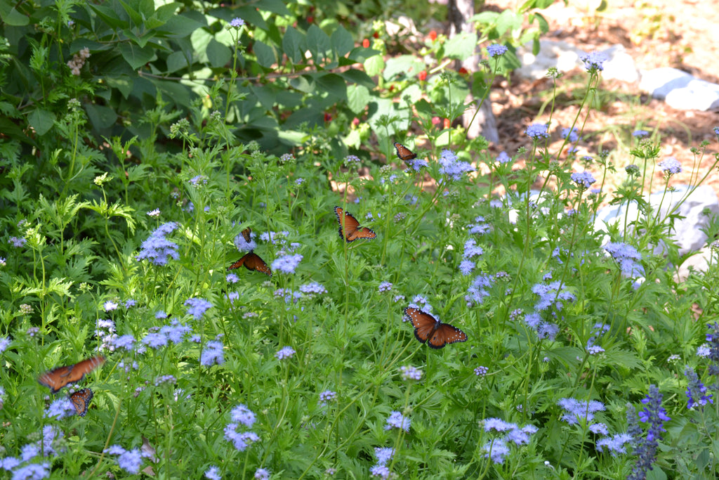 Gregg's Mistflower (Conoclinium greggii)