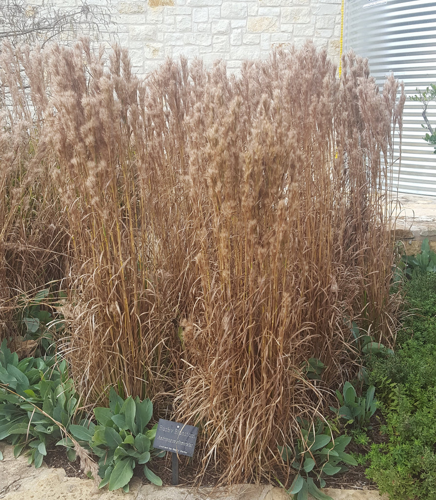 Bushy Bluestem (Andropogon glomeratus)