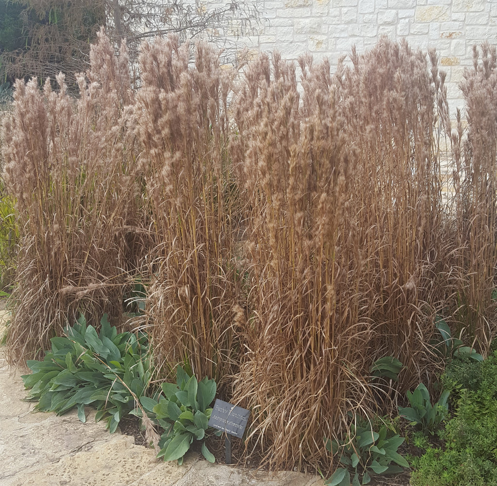 Bushy Bluestem (Andropogon glomeratus)