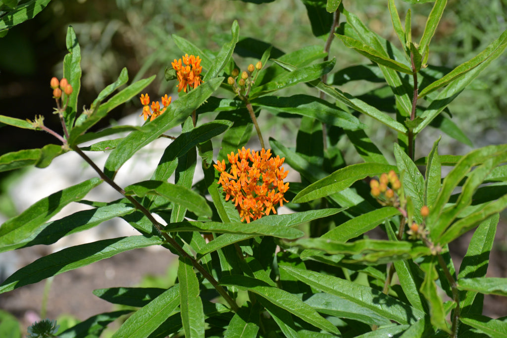 Butterfly weed (Asclepias tuberosa)