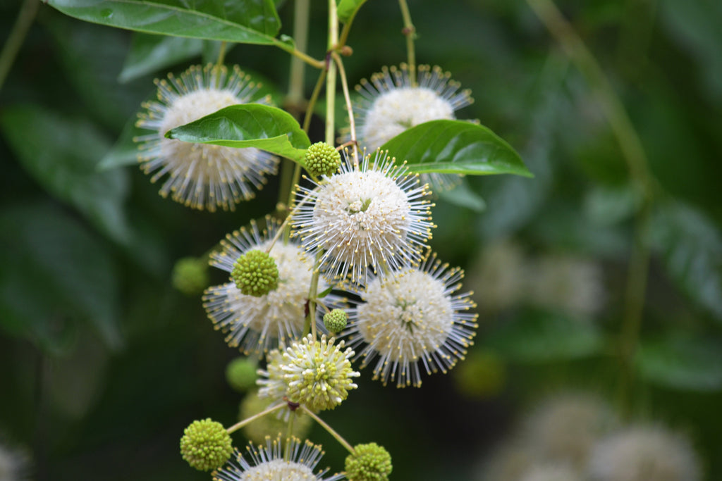 Buttonbush (Cephalanthus occidentalis)