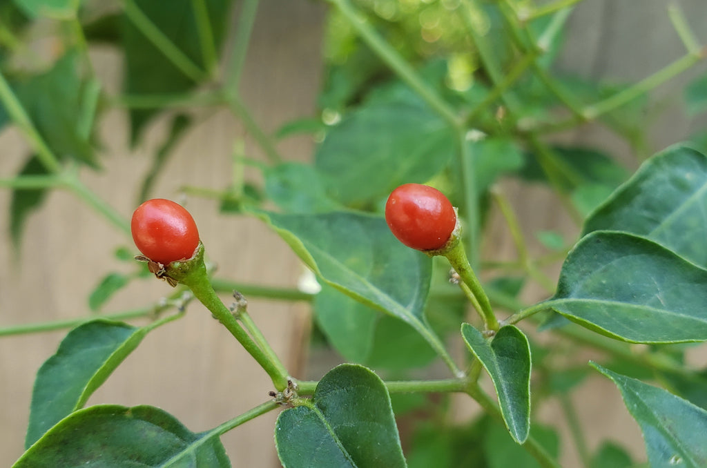 Capsicum annuum var. glabriusculum (Chile Petin)