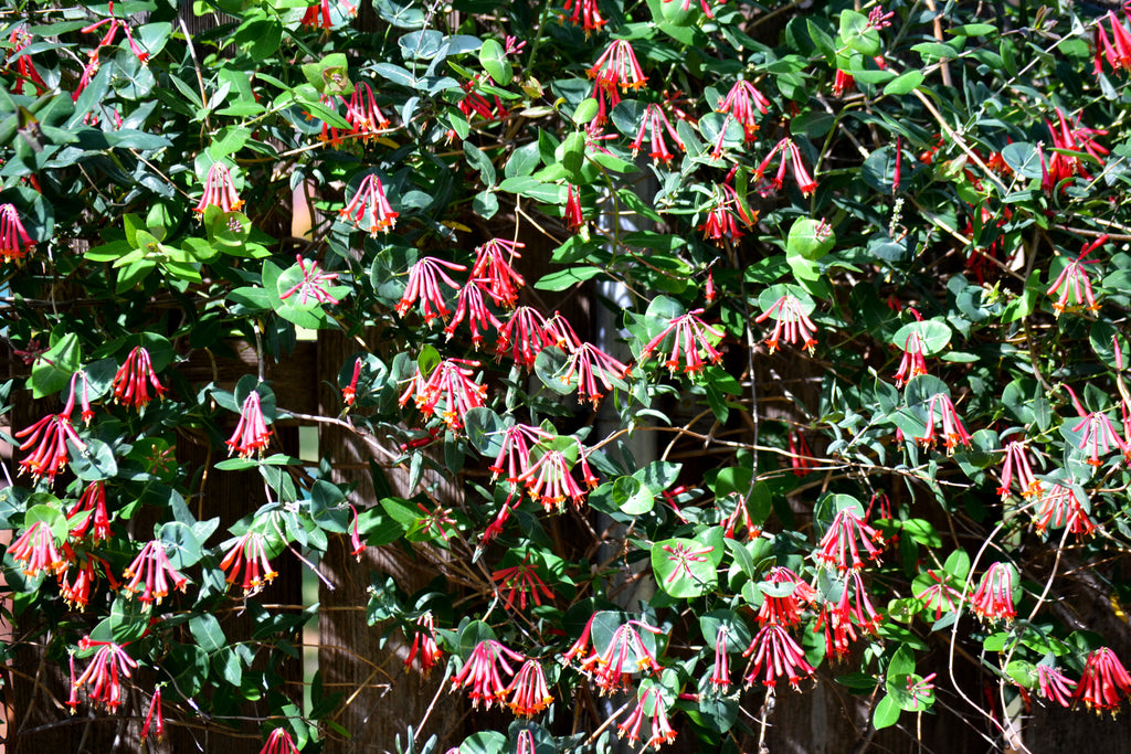 Lonicera sempervirens (Coral Honeysuckle)