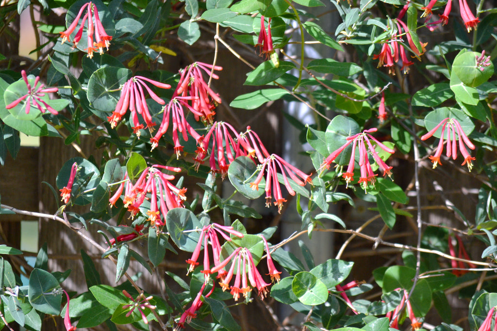 Lonicera sempervirens (Coral Honeysuckle)