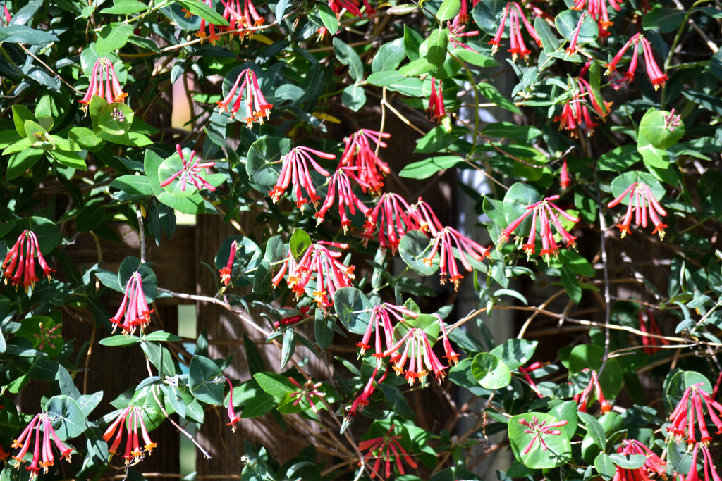 Lonicera sempervirens (Coral Honeysuckle)