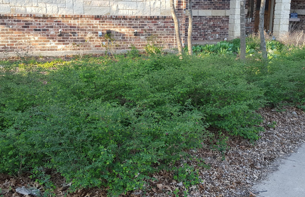 Coralberry (Symphoricarpos orbiculatus)