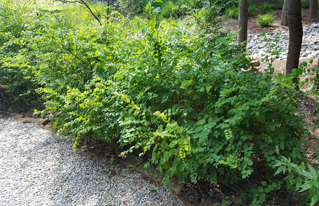 Coralberry (Symphoricarpos orbiculatus)