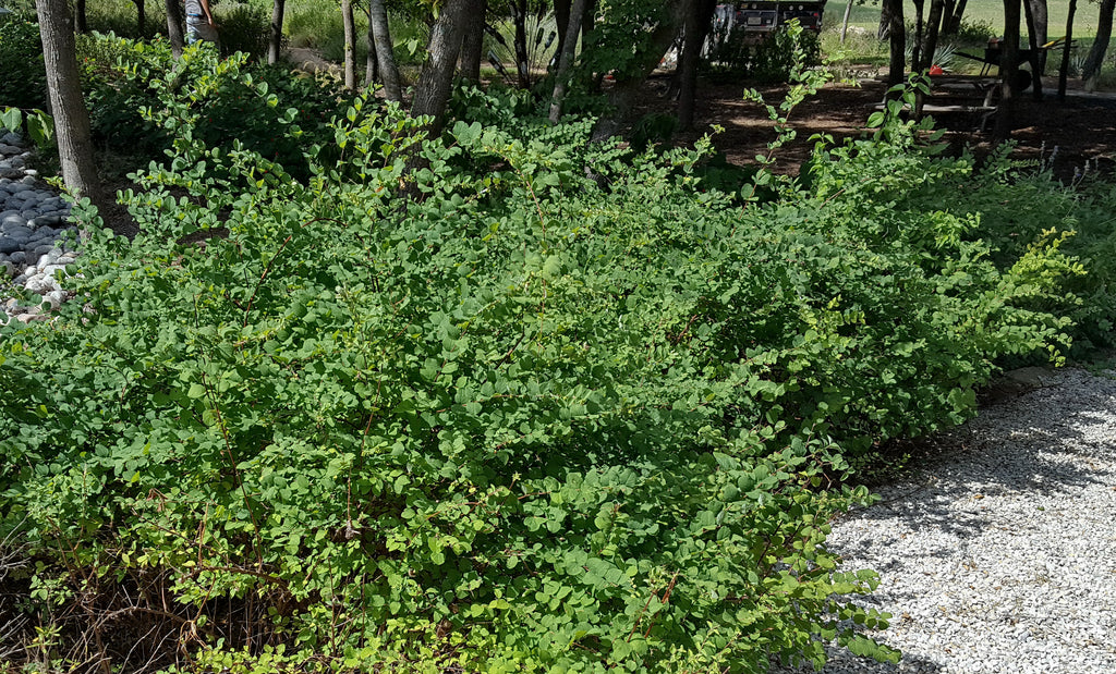 Coralberry (Symphoricarpos orbiculatus)