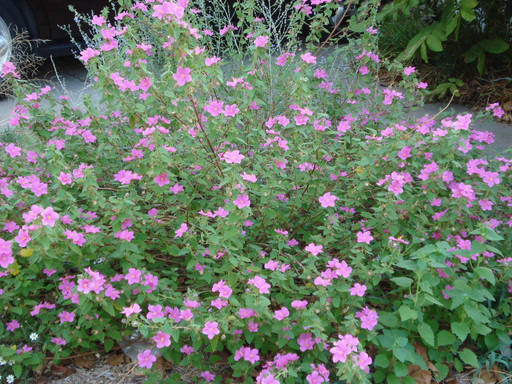 Pavonia lasiopetala (Rock Rose)