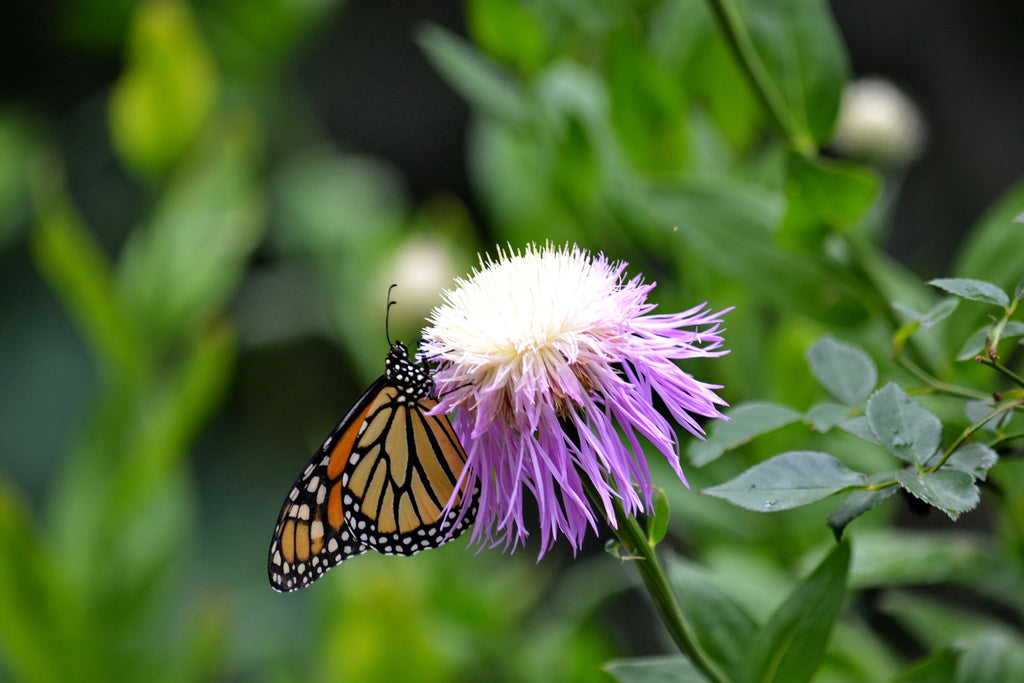 Centaurea americana (American Basketflower)