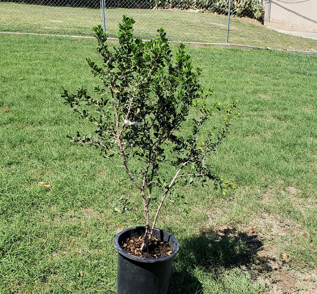 Elbow bush (Forestiera pubescens)