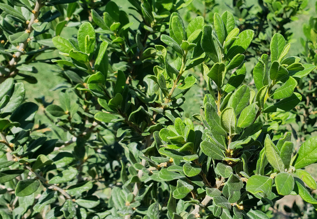 Elbow bush (Forestiera pubescens)