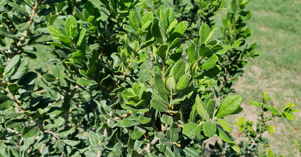 Elbow bush (Forestiera pubescens)