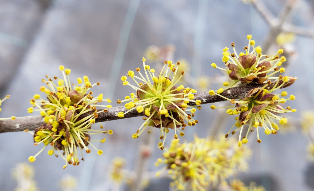 Elbow Bush (Forestiera pubescens)