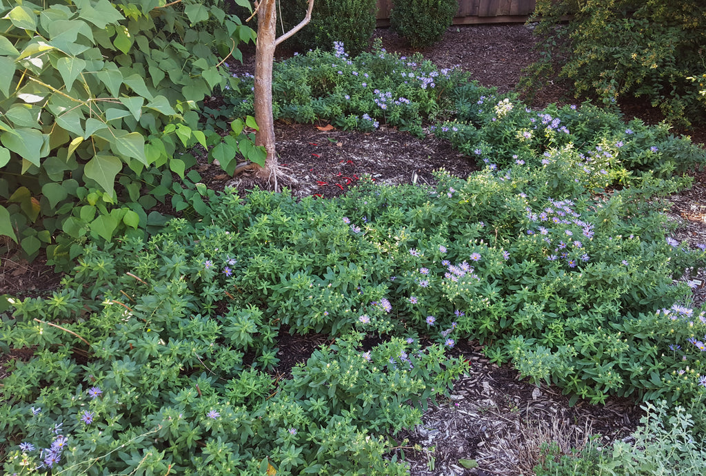 Fall aster (Symphyotrichum oblongifolium)