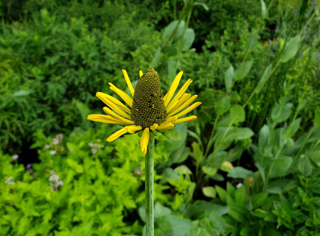 Giant Coneflower (Rudbeckia maxima)