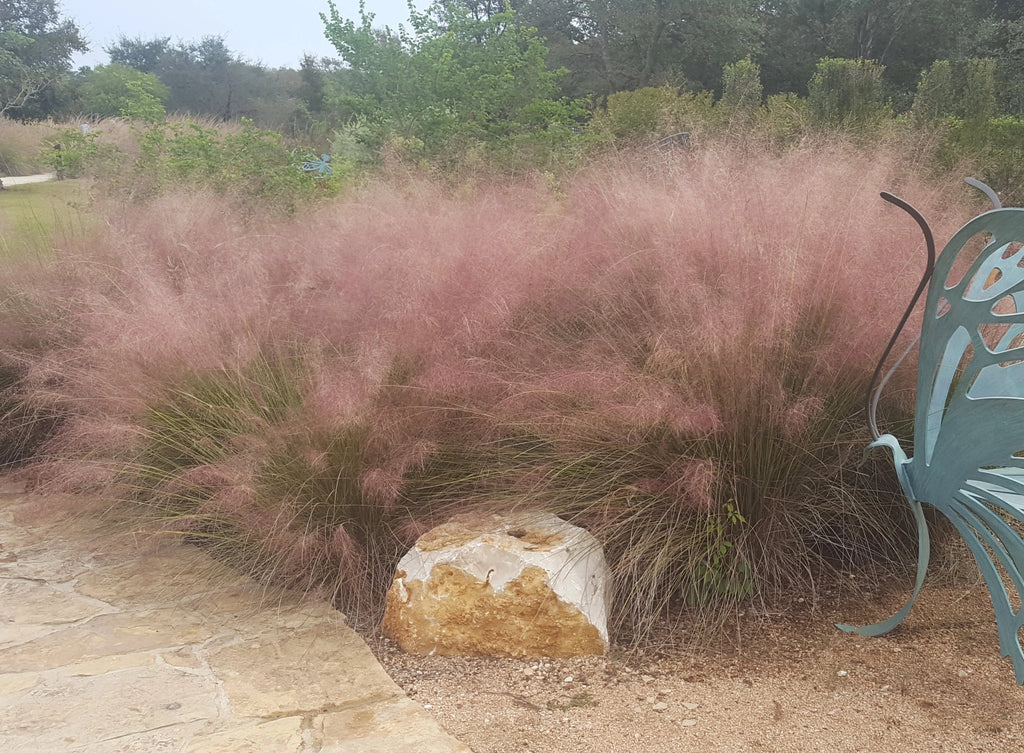 Gulf Muhly (Muhlenbergia capillaris)