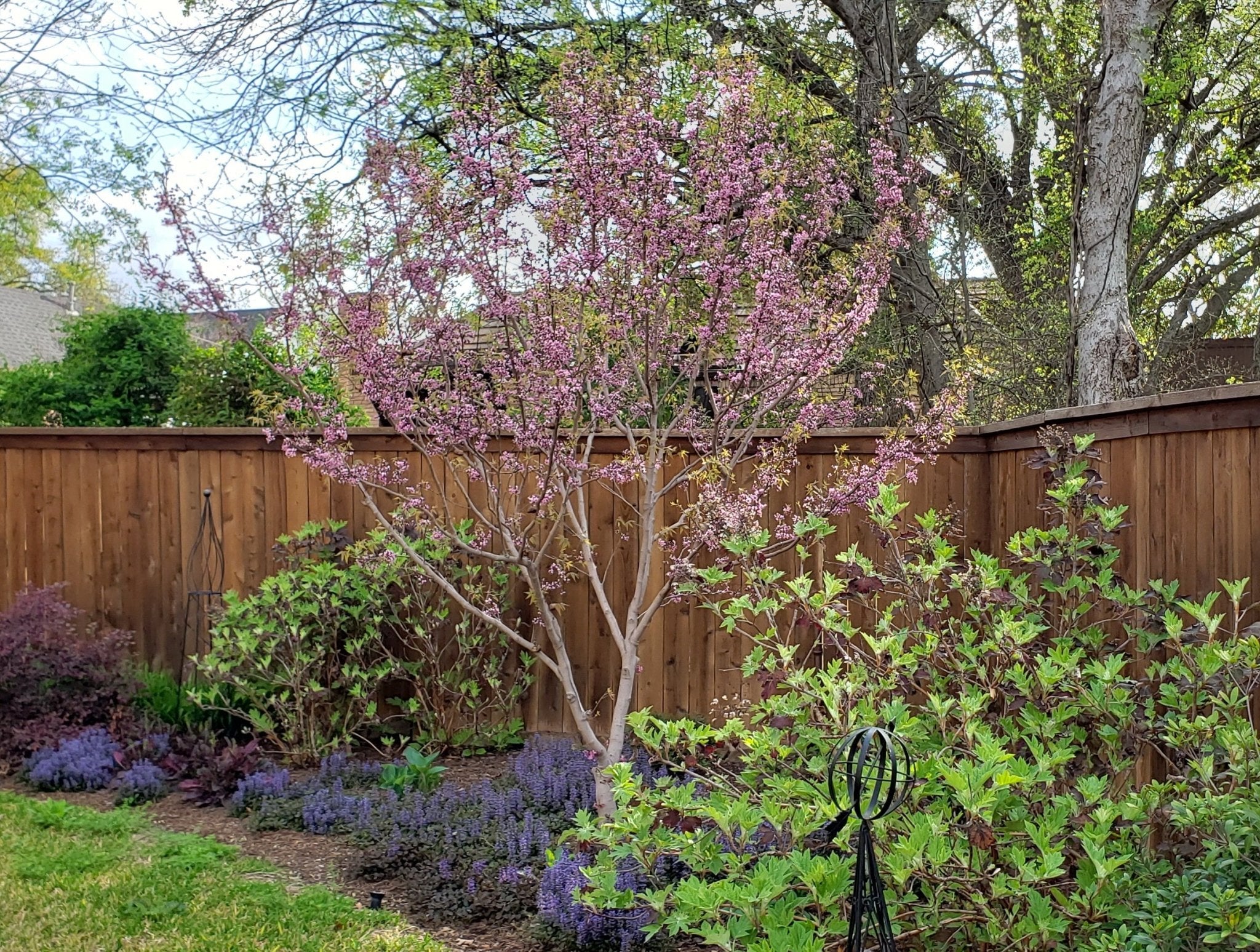 Mexican Buckeye (Ungnadia speciosa)