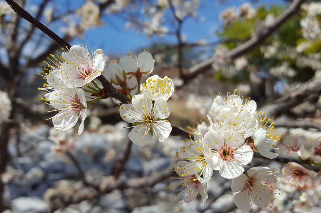 Mexican plum (Prunus mexicana)