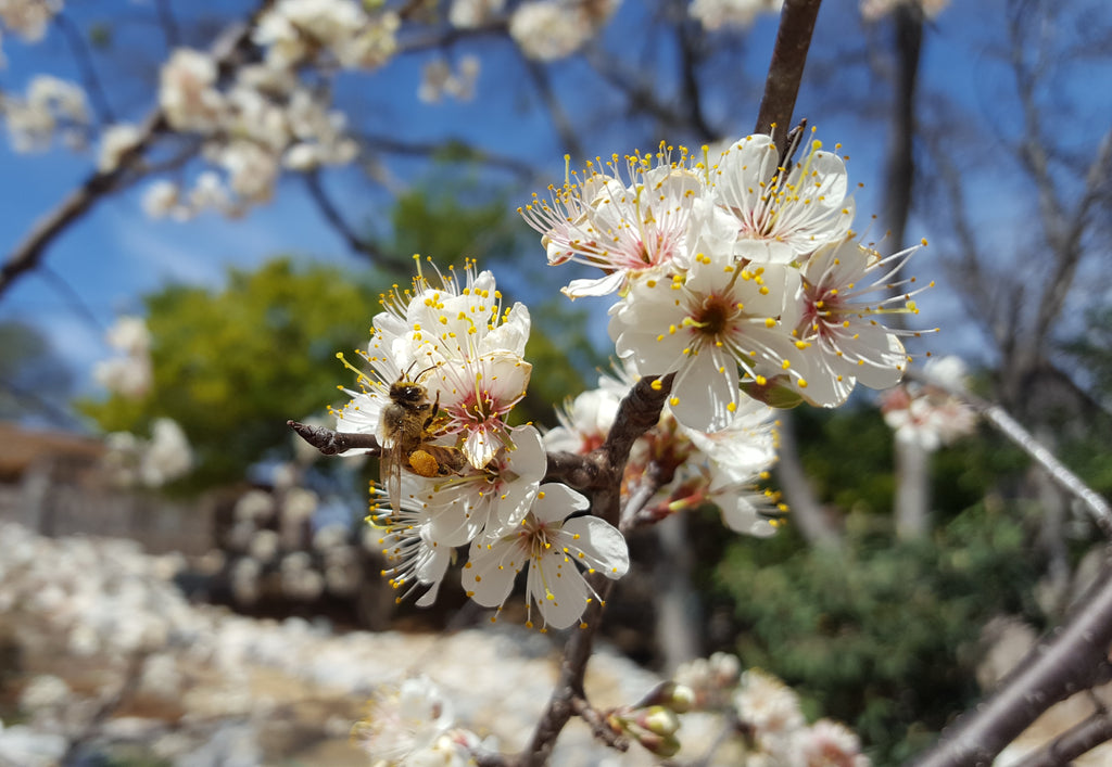 Mexican plum (Prunus mexicana)