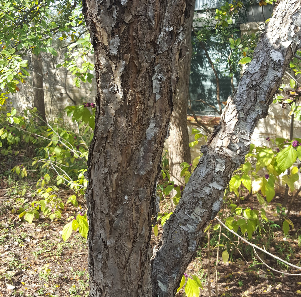 Mexican plum (Prunus mexicana)