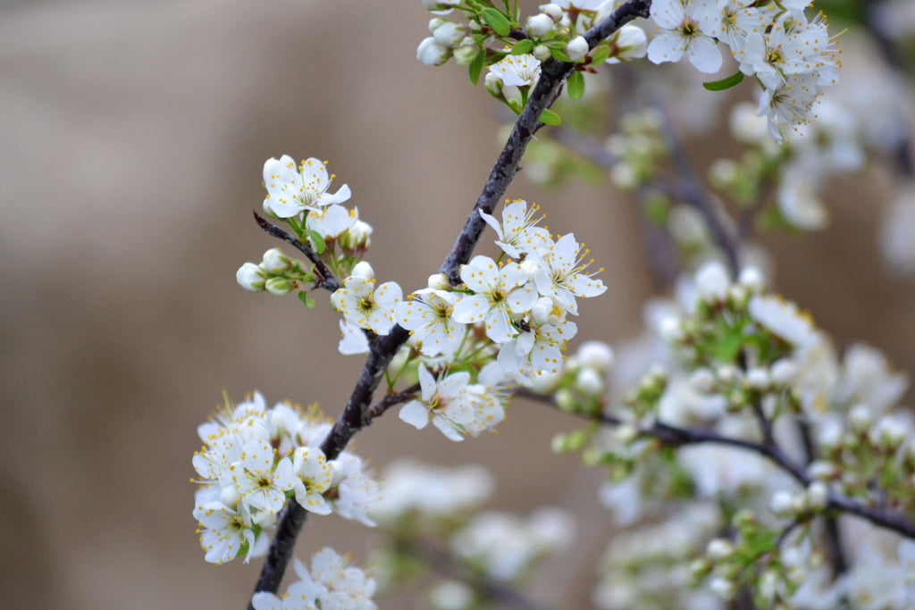 Mexican plum (Prunus mexicana)